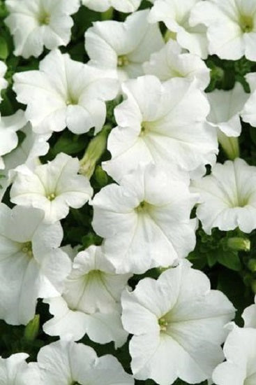 Trailing Petunia Seeds Easy Wave White 15 thru 100 Pelleted Petunia Seeds