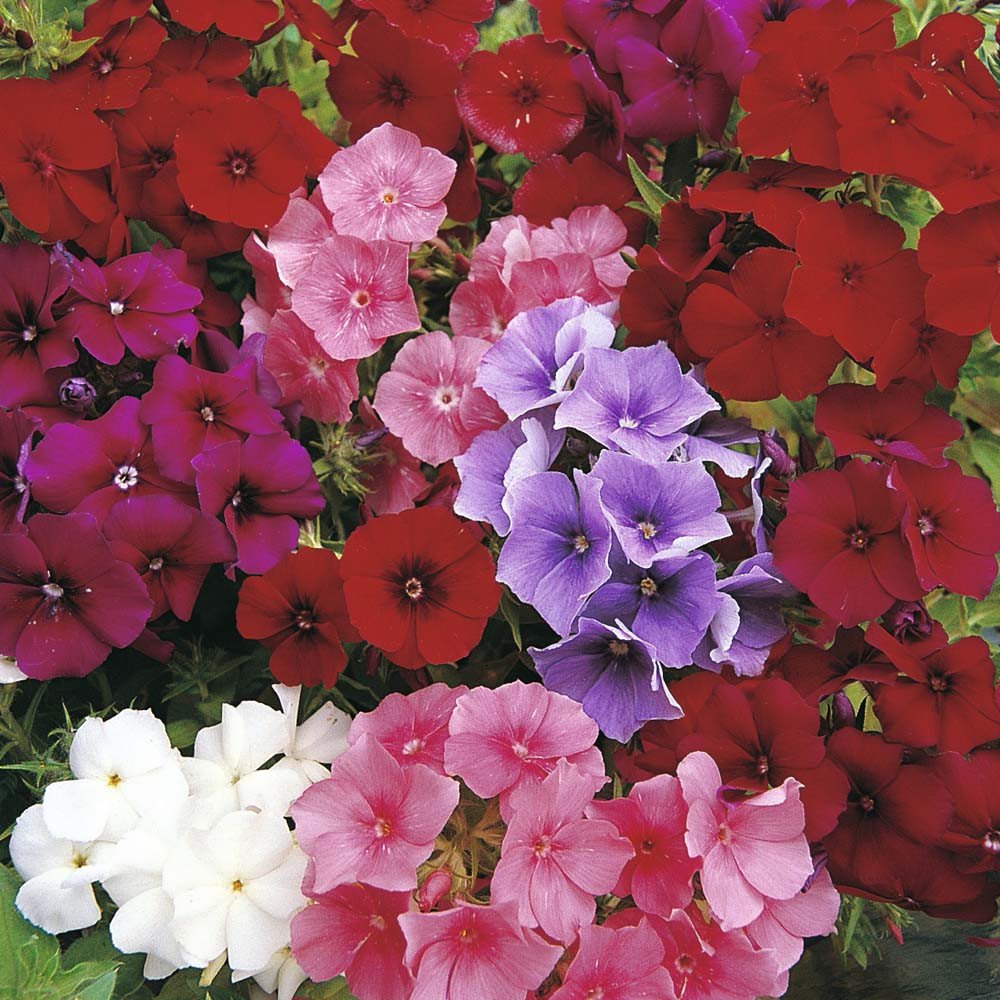 Phlox Seeds Phlox Beauty Mix 500 Seeds