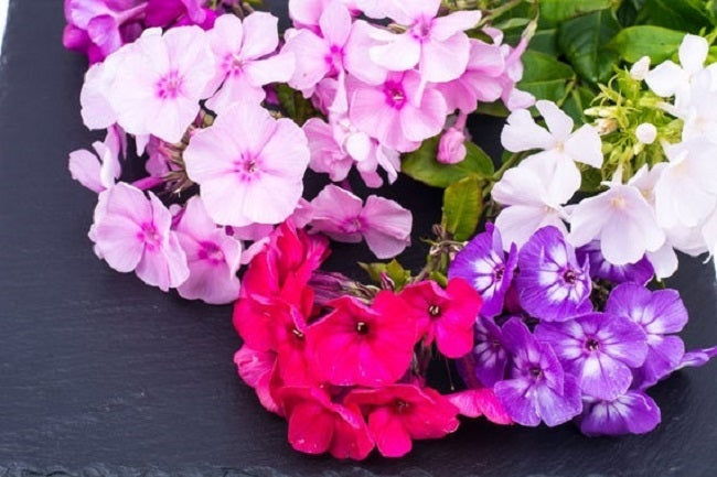 Phlox Seeds Phlox Globe Mix 200 Seeds