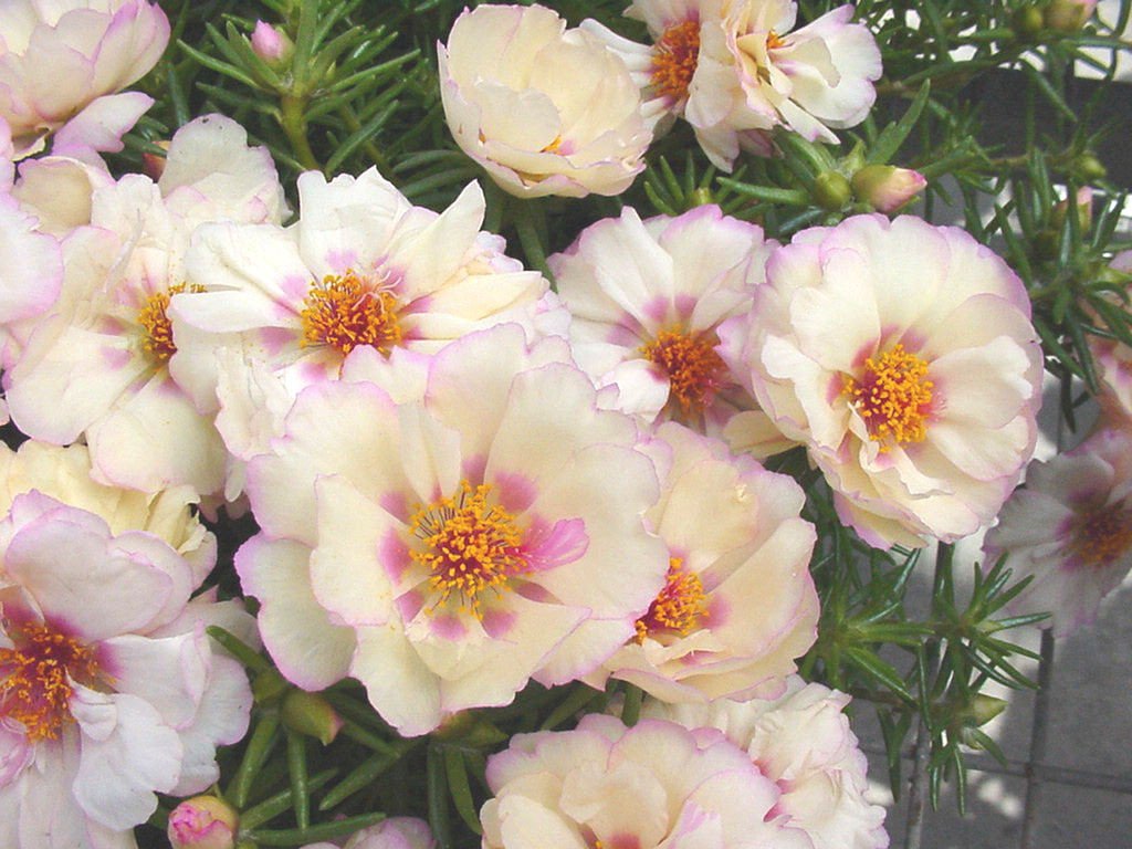 Portulaca Seeds Portulaca Extra Apricot 50 Multi pelleted Seeds Perennial