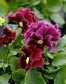 Pansy Seeds Frizzle Sizzle Burgundy 50 Flower Seeds