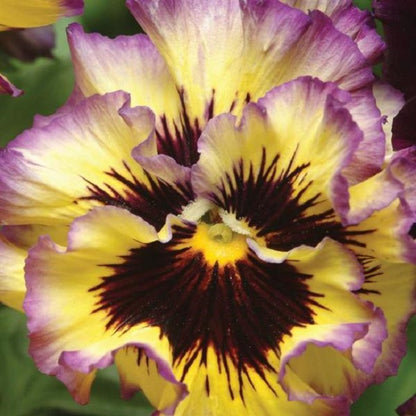 Pansy Seeds Frizzle Sizzle Lemon Berry 25 Thru 250 Bulk Flower Seeds