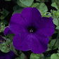 Petunia Seeds Petunia Explorer Blue 25 Pelleted Seeds