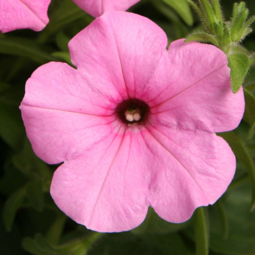 Petunia Seeds Petunia Explorer Pink 25 Pelleted Seeds