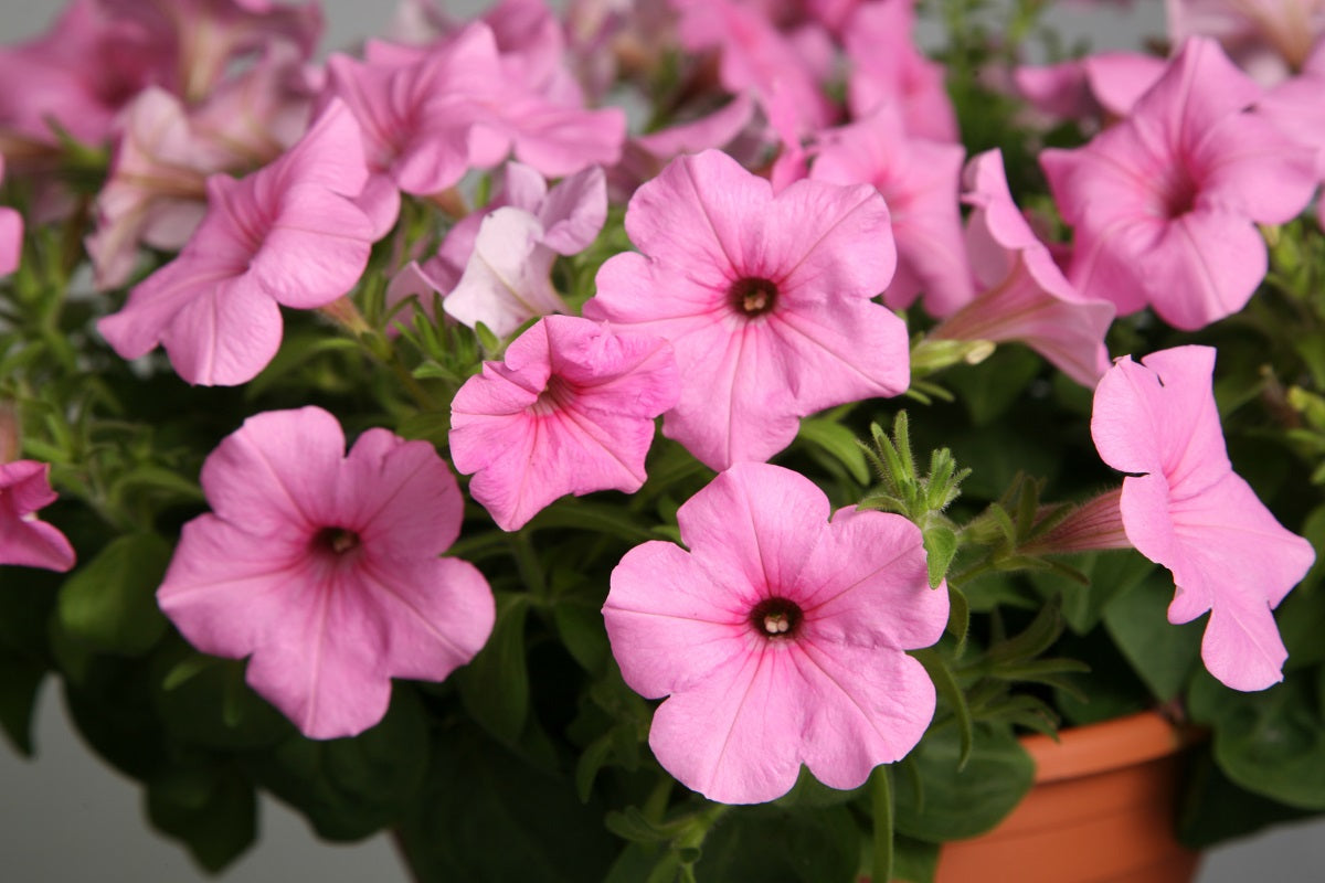 Petunia Seeds Petunia Explorer Pink 25 Pelleted Seeds