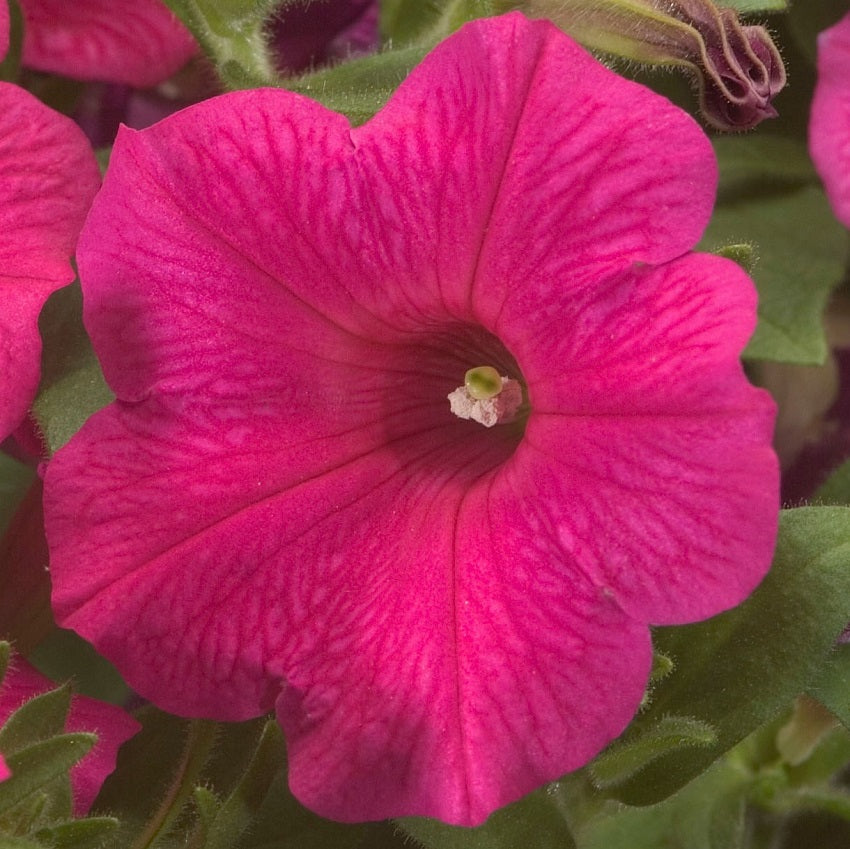 Petunia Seeds Petunia Explorer Rose 25 Pelleted Seeds