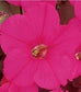 Petunias Seeds Super Cascade Rose 50 Pelleted Seeds