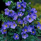 100 Polemonium Pulcherrimum Seeds Jacobs Ladder Seeds