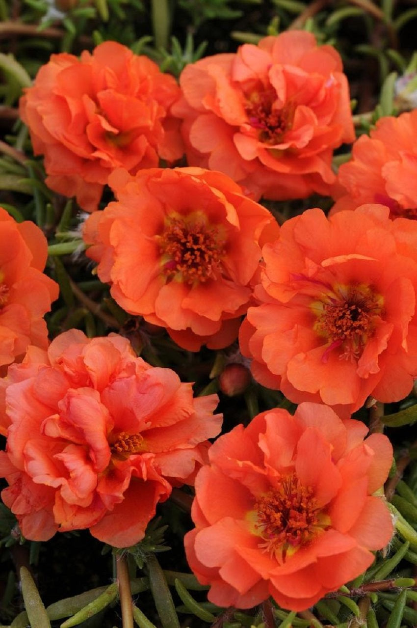 Portulaca Seeds Portulaca Happy Hour Orange 50 Multi Pelleted Seeds Perennial