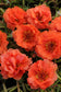 Portulaca Seeds Portulaca Happy Hour Orange 50 Multi Pelleted Seeds Perennial