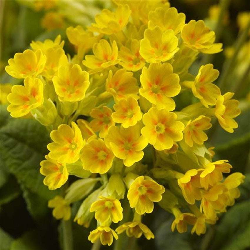 50 Primula Seeds Primula Cabrillo Dark Yellow Flower Seeds