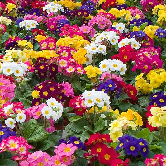 Primula Seeds 50 Primrose Seeds Primula Danessa Mix