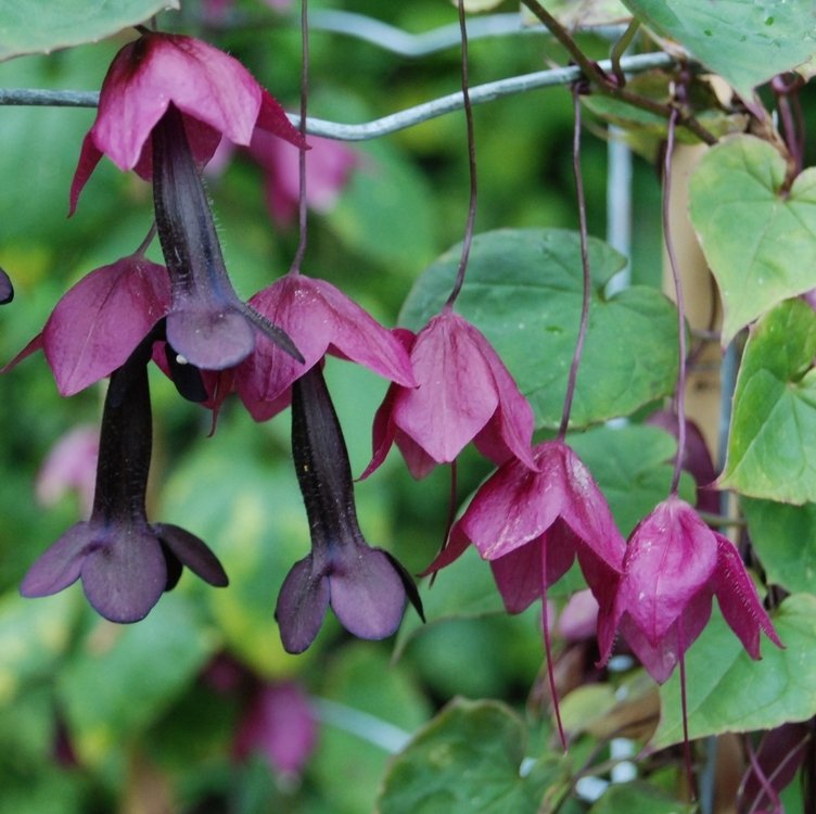 Rhodochiton Bell Vine Seeds Purple Bell Vine 25 Seeds