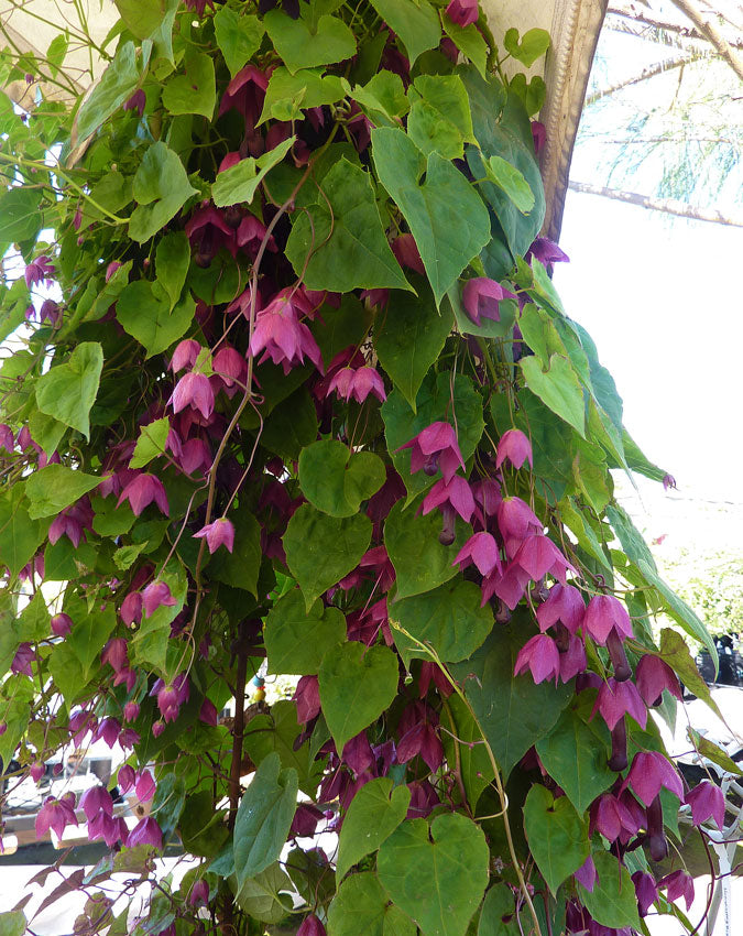 Rhodochiton Bell Vine Seeds Purple Bell Vine 25 Seeds