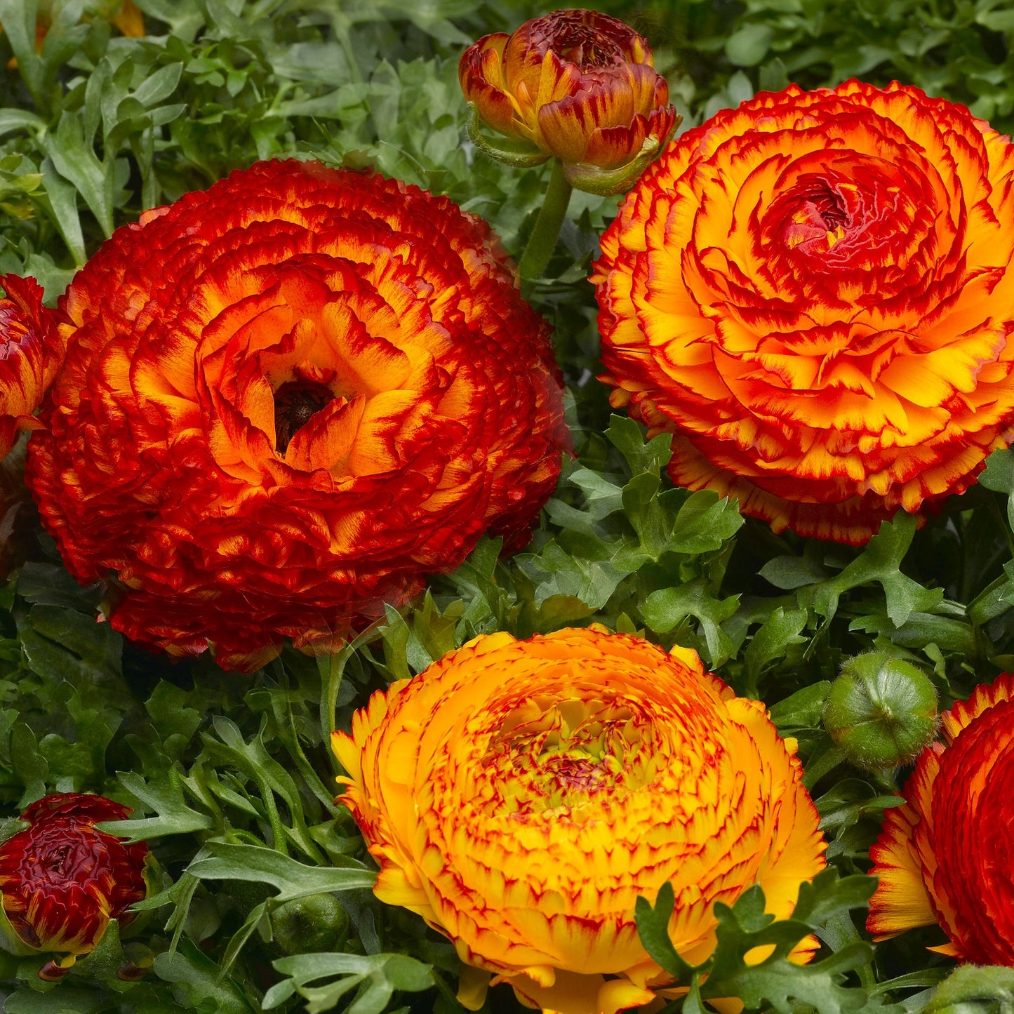 Ranunculus Seeds Mache Fire 25 Seeds Pelleted Seeds