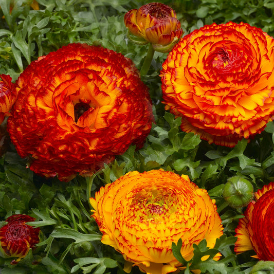 Ranunculus Seeds Mache Fire 25 Seeds Pelleted Seeds