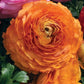 Ranunculus Seeds Ranunculus Sprinkles Orange 25 Pelleted Seeds