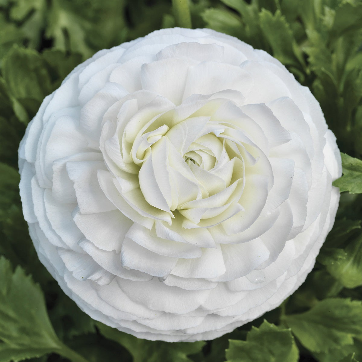 Ranunculus Seeds Mache White 25 Seeds Pelleted Seeds