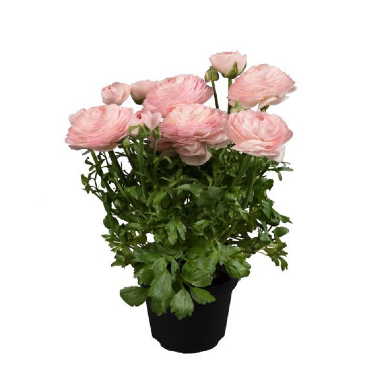 Ranunculus Seeds Ranunculus Sprinkles Light Pink 25 Pelleted Seeds