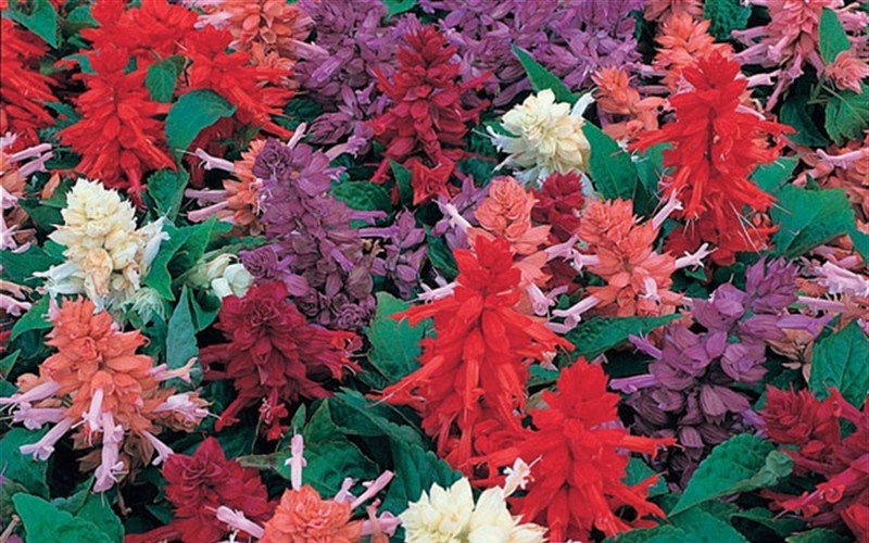 50 Salvia Seeds Sizzler Mix Flower Seeds