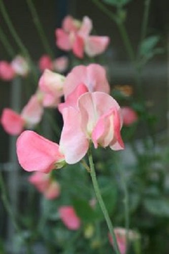 50 Sweet Pea Seeds Winter Elegance Salmon