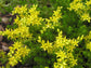 Sedum Seeds 10,000 Acre Golden Carpet Succulent Seed