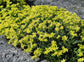 Sedum Seeds 10,000 Acre Golden Carpet Succulent Seed