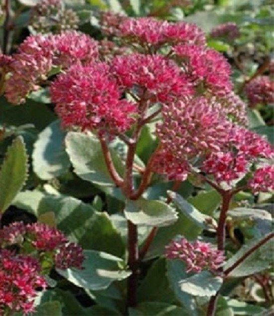 100 Sedum Seeds Emperors Wave Seeds Succulent Seeds