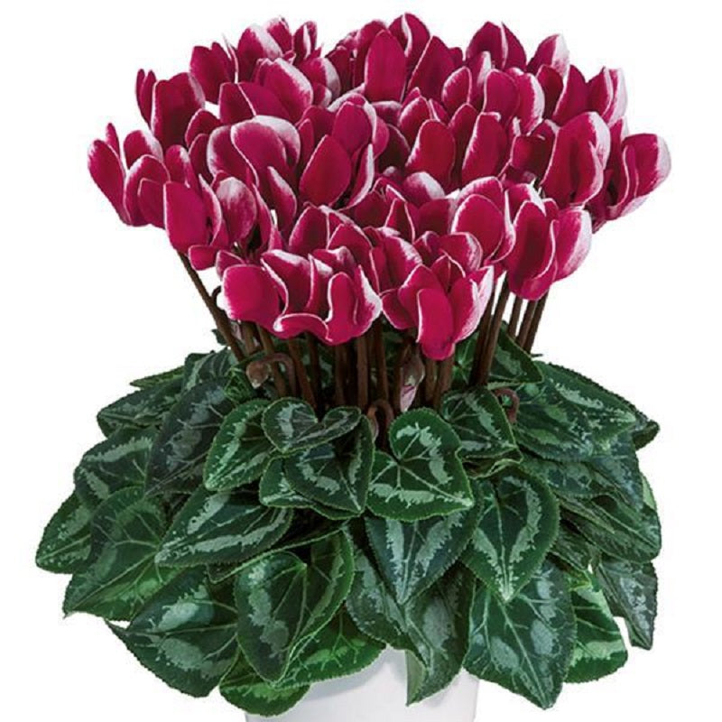 15 Cyclamen Seeds | Cyclamen Smartiz® Select | Fantasia Deep Magenta