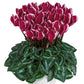 15 Cyclamen Seeds Cyclamen Smartiz® Select Deep Magenta