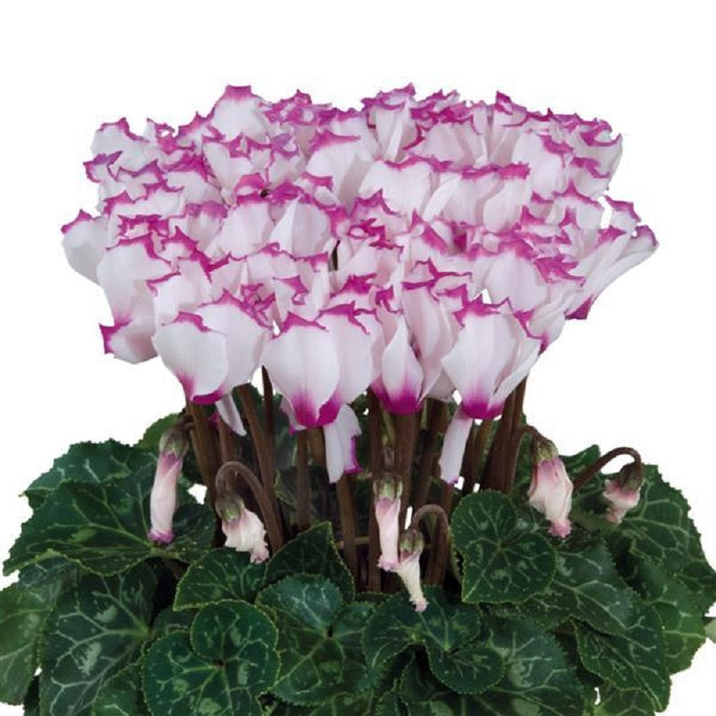 15 Cyclamen Seeds Cyclamen Smartiz® Select Victoria