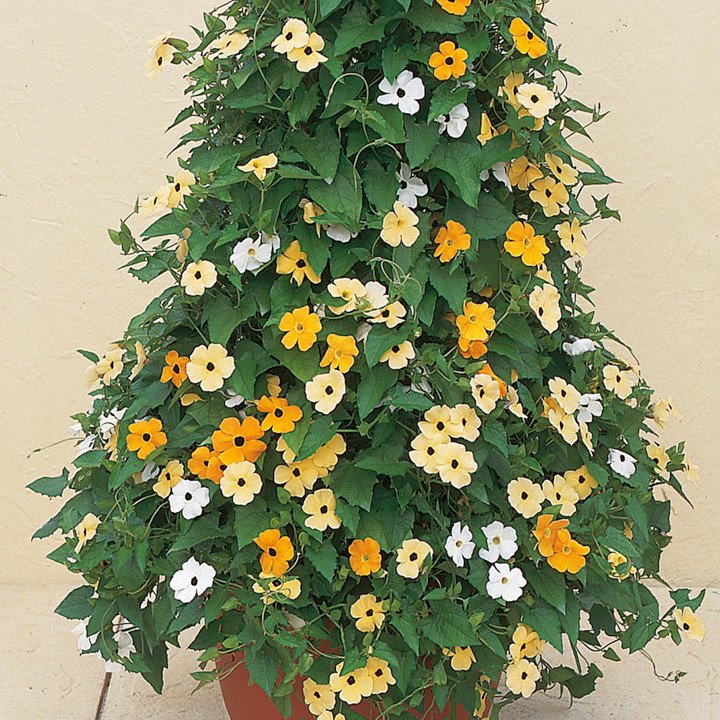 Thunbergia Seeds Susie Thunbergia Seeds Susie Mix Black Eyed Susan Vine 25 Seeds