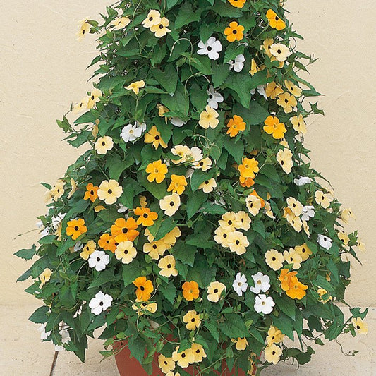 Black Eyed Susan Vine Thunbergia Seeds Susie Mix 15 thru 250 Seeds