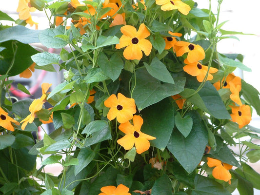 Black Eyed Susan Vine Thunbergia Seeds 25 Seeds Susie Orange W/ Eye Seeds