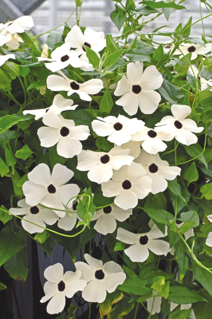 Thunbergia Seeds 15 thru 100 Seeds Thunbergia Susie White W/ Eye Black Eyed Susan Vine