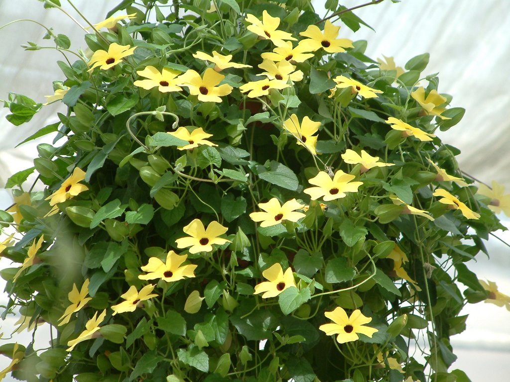 Black Eyed Susan Vine Thunbergia Seeds 25 thru 100 Seeds Susie Yellow W/ Eye Seeds