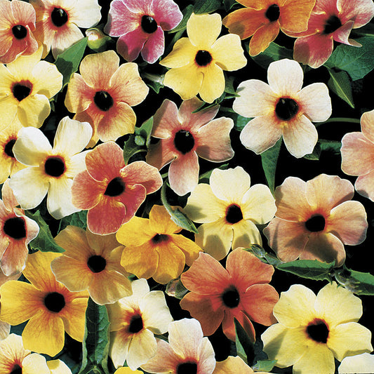 Thunbergia Seeds Spanish Eyes 15 thru 100 Seeds Black Eyed Susan Vine