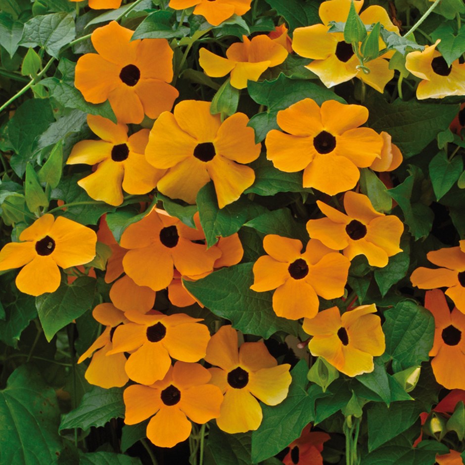 Black Eyed Susan Vine Thunbergia Seeds 25 Seeds Susie Orange W/ Eye Seeds