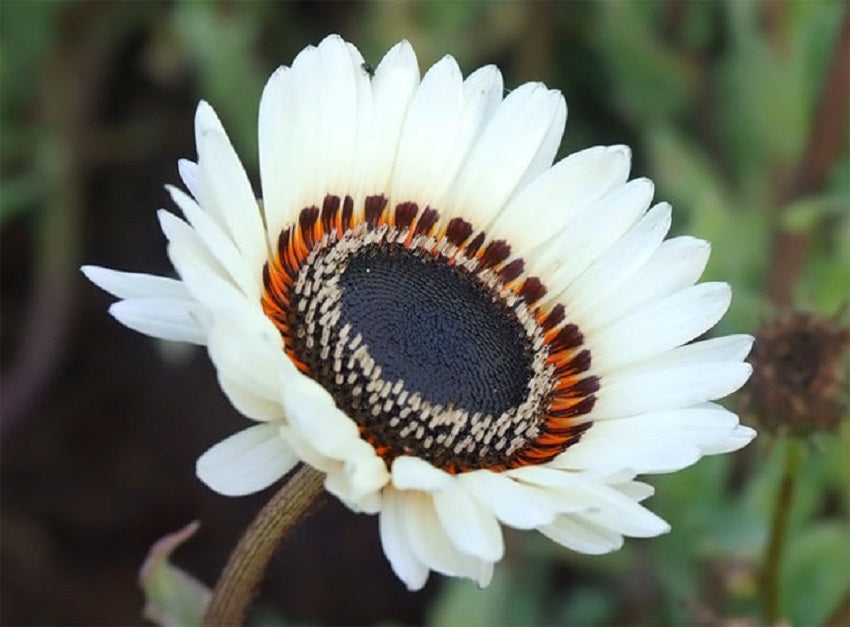 Daisy Seeds Monarch of the Veldt Cape Daisy 50 thru 1,000 Seeds Venidium Zulu Prince