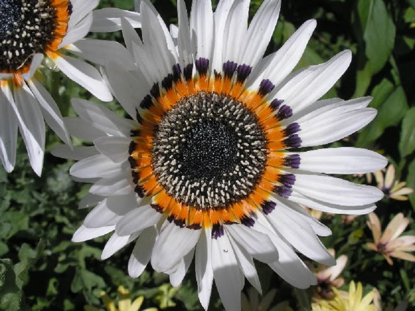 Daisy Seeds Monarch of the Veldt Cape Daisy 50 thru 1,000 Seeds Venidium Zulu Prince