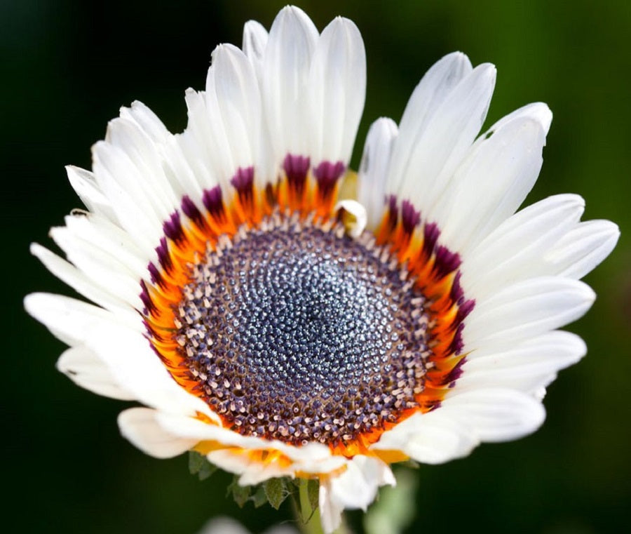 Daisy Seeds Monarch of the Veldt Cape Daisy 50 thru 1,000 Seeds Venidium Zulu Prince