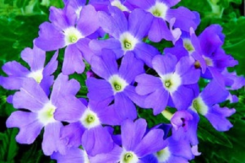 50 Verbena Seeds | Flower Seeds | Obsession Light Blue Eye