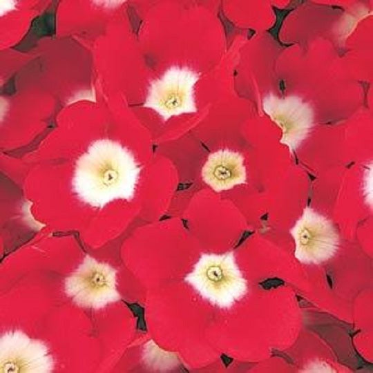 Verbena Seeds Quartz XP Red Eye 50 Spring Seeds