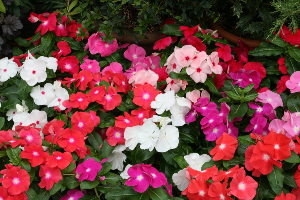 Cobra Vinca Seeds Cobra Mix 25 thru 100 Vinca Seeds