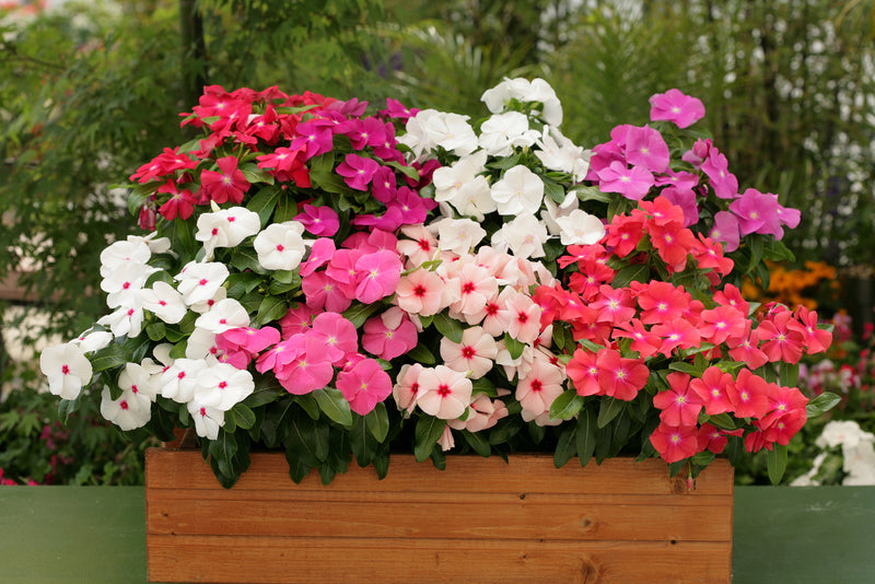 Cobra Vinca Seeds Cobra Mix 25 thru 100 Vinca Seeds