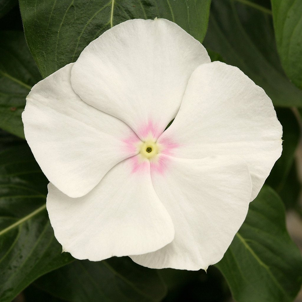 Cobra Vinca Seeds Cobra White 25 thru 100 Vinca Seeds