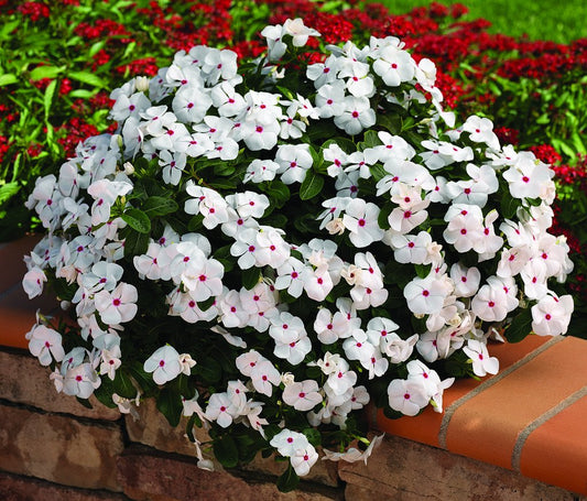 Vinca Cora Cascade Polka Dot Vinca Seeds 25 thru 100 Seeds