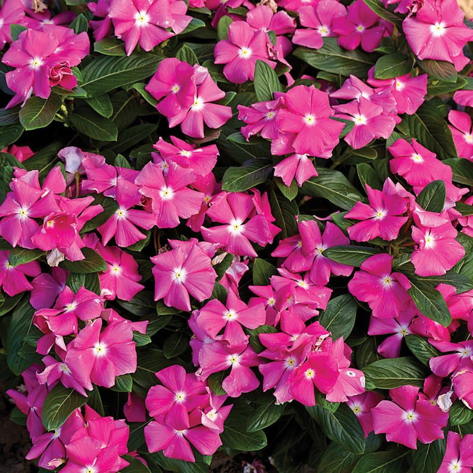 25 Vinca Seeds Cora Pink Flower Seeds