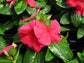 25 Vinca Seeds Cora Punch Flower Seeds