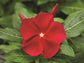 25 Vinca Seeds Cora Red Flower Seeds